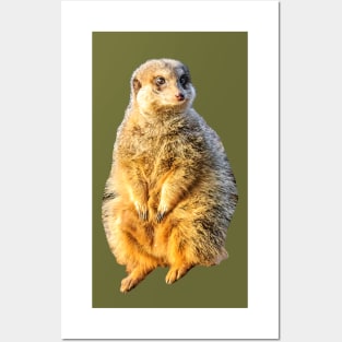 Meerkat on guard Posters and Art